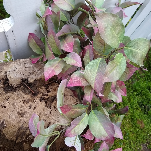 FLORALS - Picture 3 of 5